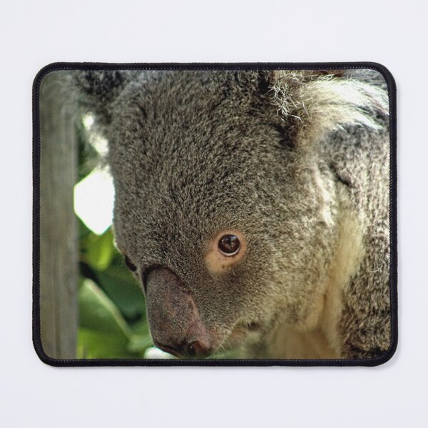 Item preview, Koala Bear Face Closeup Portrait designed and sold by worldways.