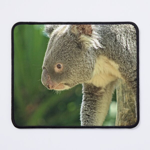 Item preview, Koala Bear Walking Closeup Portrait designed and sold by worldways.