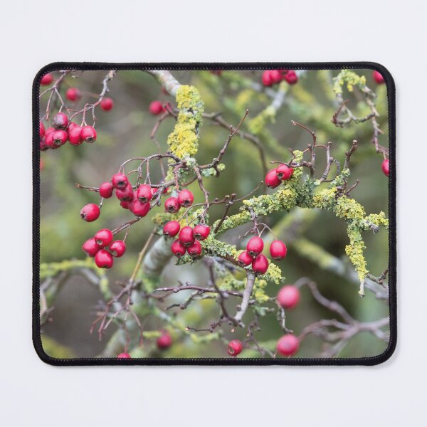 Item preview, Hawthorn berries in winter designed and sold by ccullen222.
