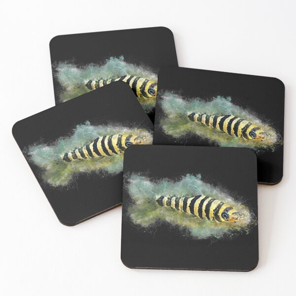 Item preview, Banded Leporinus - Leporinus fasciatus designed and sold by AquariumLutter.
