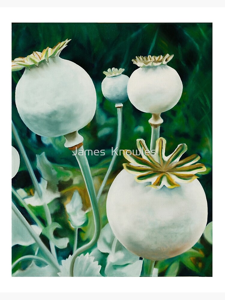 Thumbnail 2 of 2, Art Board Print, Poppy Heads - oil painting of green poppy heads designed and sold by jknowles.