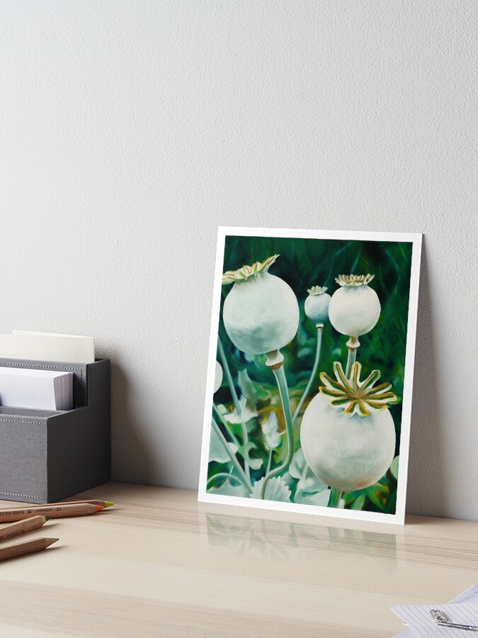 Thumbnail 1 of 2, Art Board Print, Poppy Heads - oil painting of green poppy heads designed and sold by jknowles.