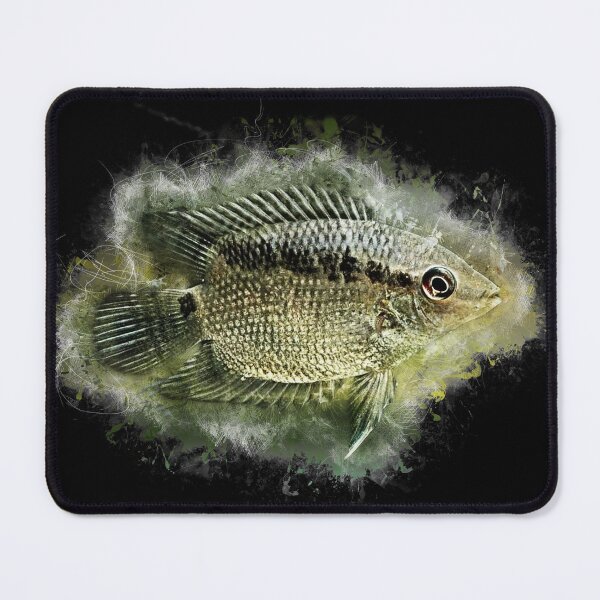 Item preview, Flag cichlid - Mesonauta festivus designed and sold by AquariumLutter.
