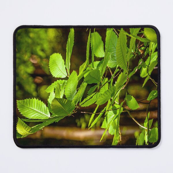 Item preview, Sweet Chestnut designed and sold by Dalyndigital Photography.