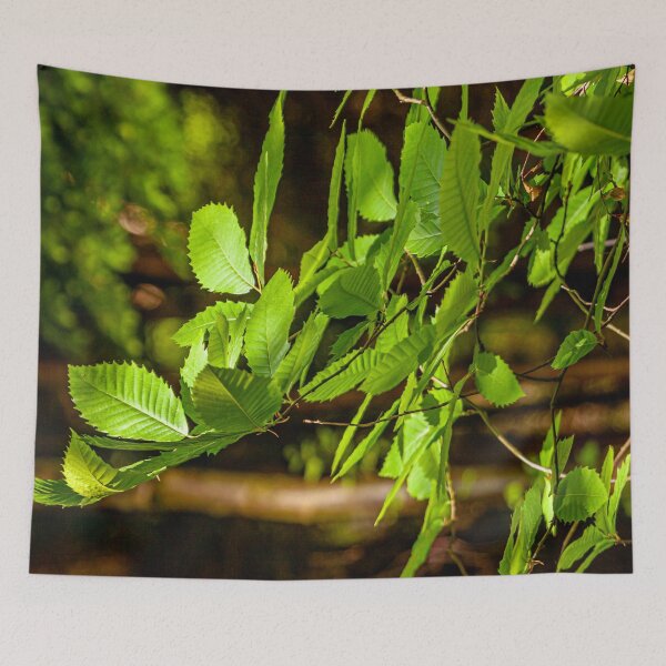Item preview, Sweet Chestnut designed and sold by Dalyndigital Photography.