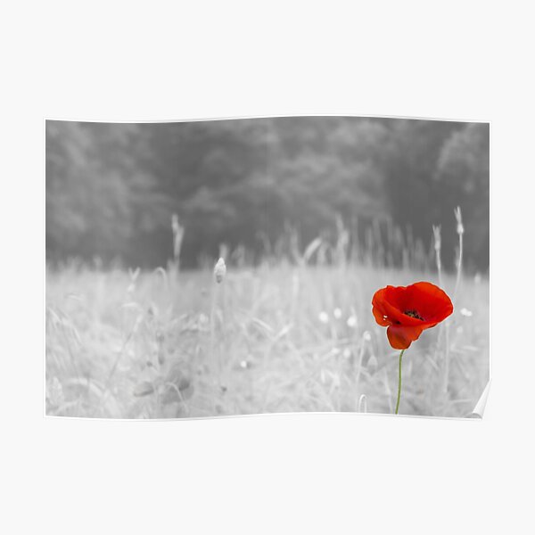 Poppy Poster