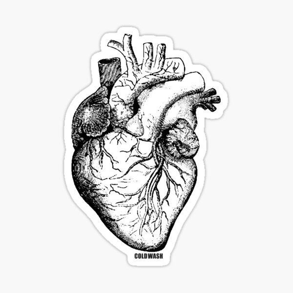 Sticker Organ Des Menschen Redbubble