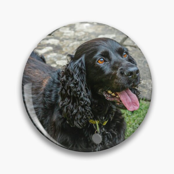 Item preview, Black Spaniel designed and sold by Dalyndigital Photography.