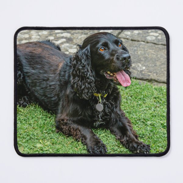 Item preview, Black Spaniel designed and sold by Dalyndigital Photography.