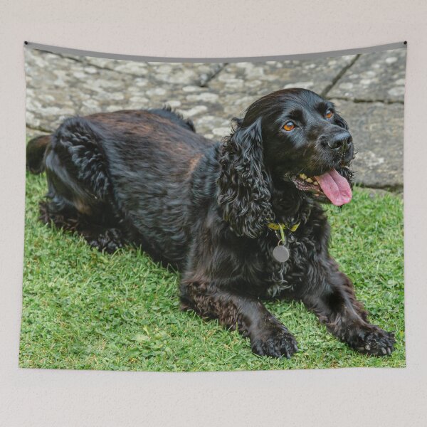 Item preview, Black Spaniel designed and sold by Dalyndigital Photography.