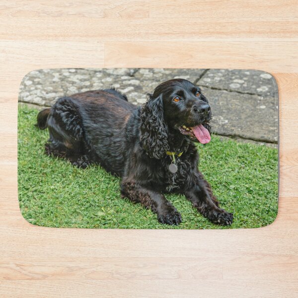 Item preview, Black Spaniel designed and sold by Dalyndigital Photography.