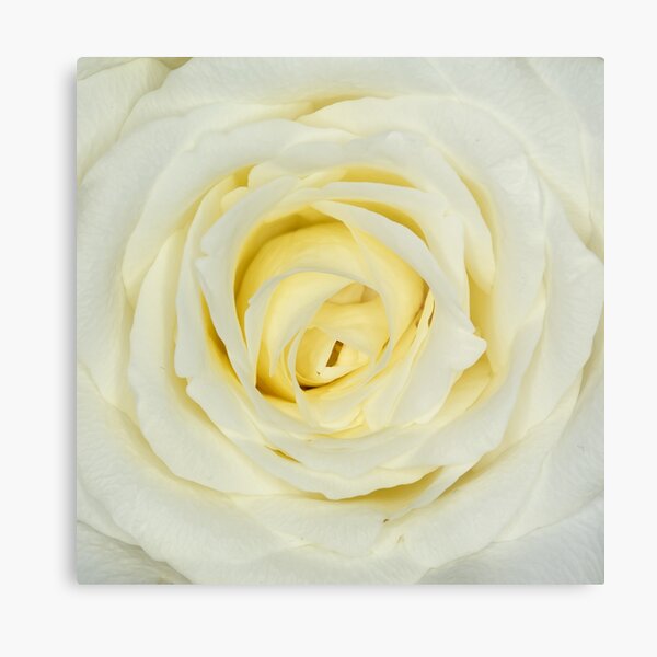 weiße Rose Metallbild