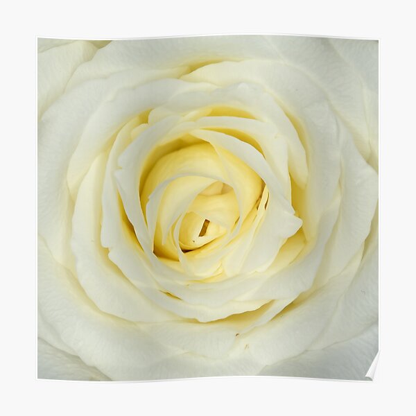 weiße Rose Poster