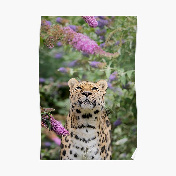 Leopard amongst the flowers Poster