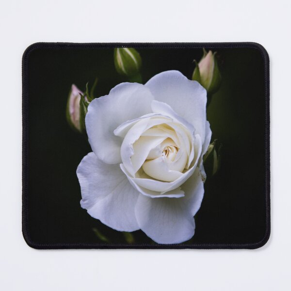 Item preview, White rose designed and sold by NouksPhoto.