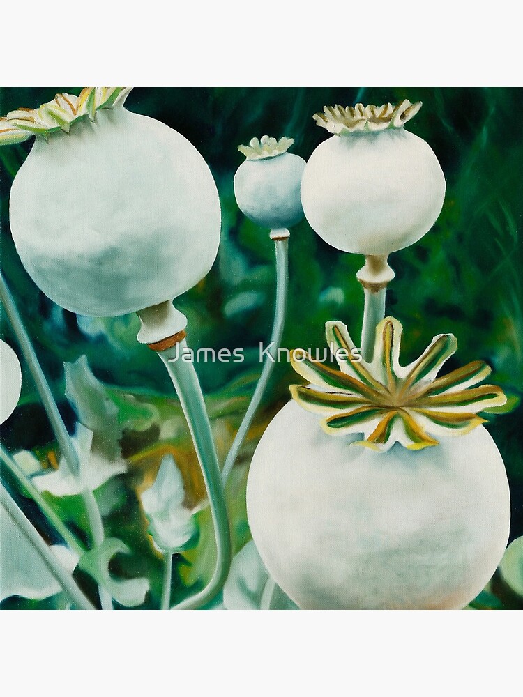 Thumbnail 5 of 5, Coasters (Set of 4), Poppy Heads - oil painting of green poppy heads designed and sold by jknowles.