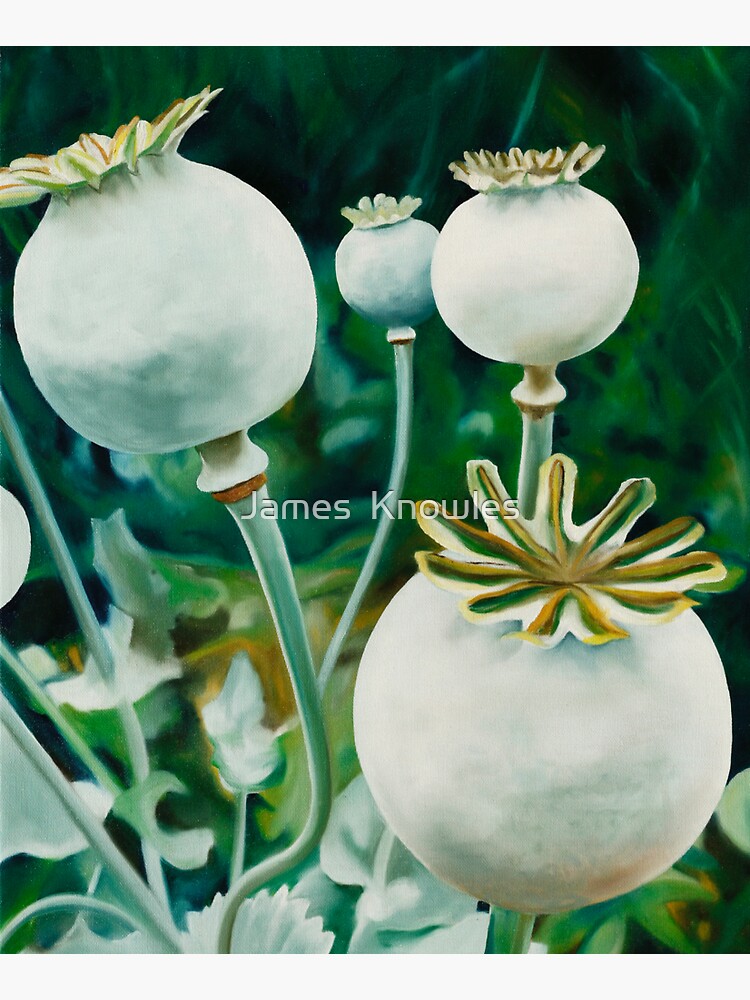 Thumbnail 5 of 5, Tote Bag, Poppy Heads - oil painting of green poppy heads designed and sold by jknowles.
