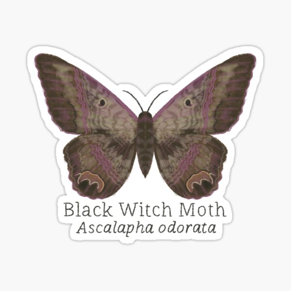 Cecropia Moth Sticker » Pip & Cricket