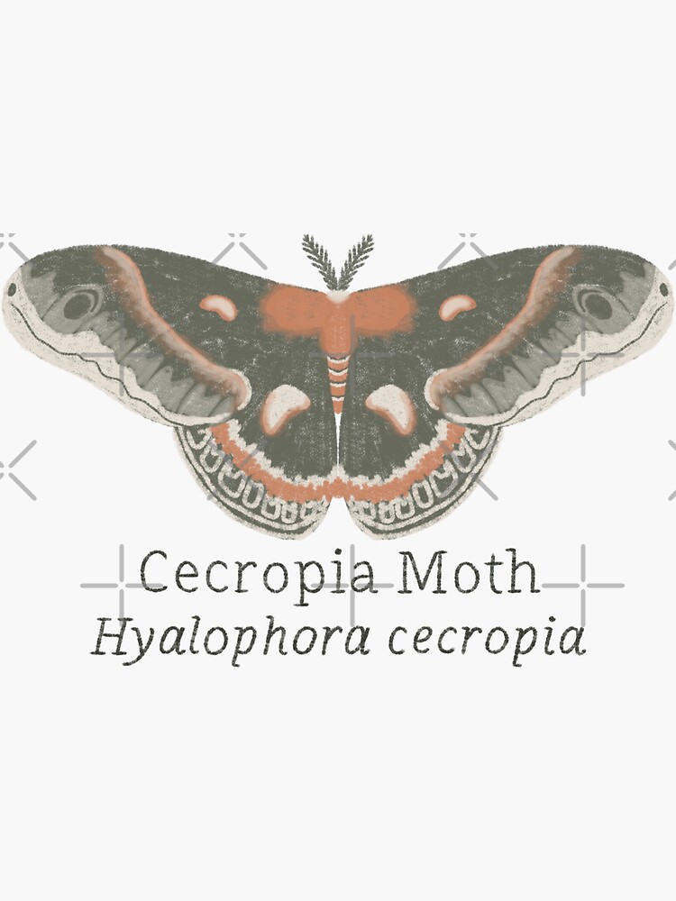 Cecropia Moth Sticker » Pip & Cricket