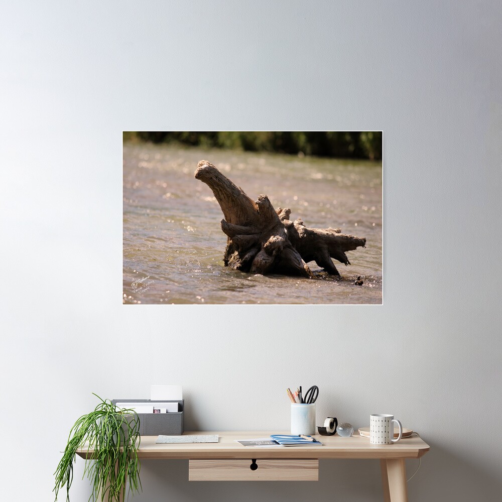Driftwood on the River Poster