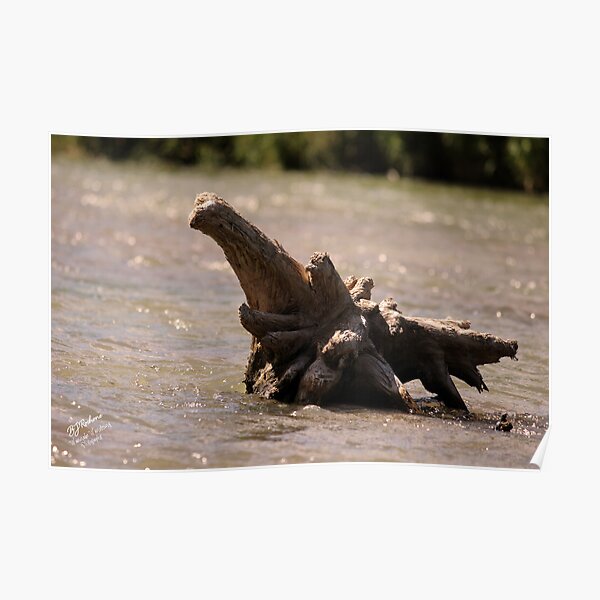 Driftwood on the River Poster