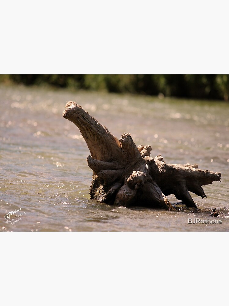 Driftwood on the River by BJRoshone