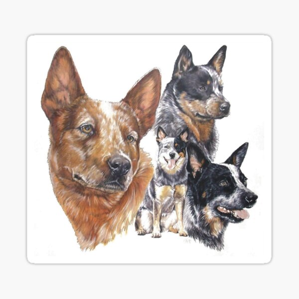 Australian Cattle Dog Montage Sticker