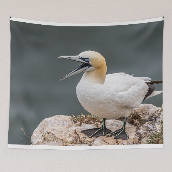 Item preview, scream and shout gannet style designed and sold by AliMarleyPhoto.