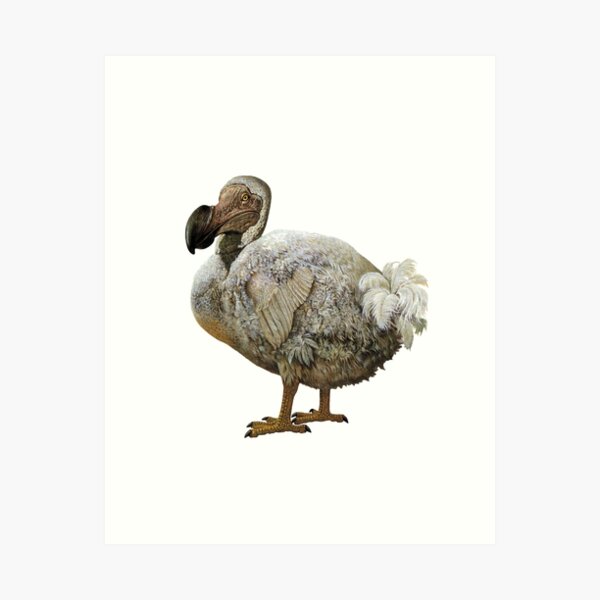 Item preview, Raphus cucullatus, Dodo Bird, Extinct designed and sold by ScienceSource.