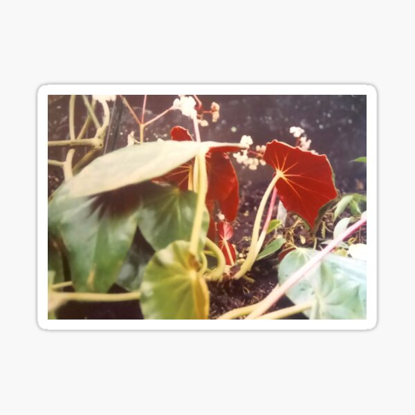 Item preview, Cottagecore undergrowth bugs eyeview designed and sold by glowvim.