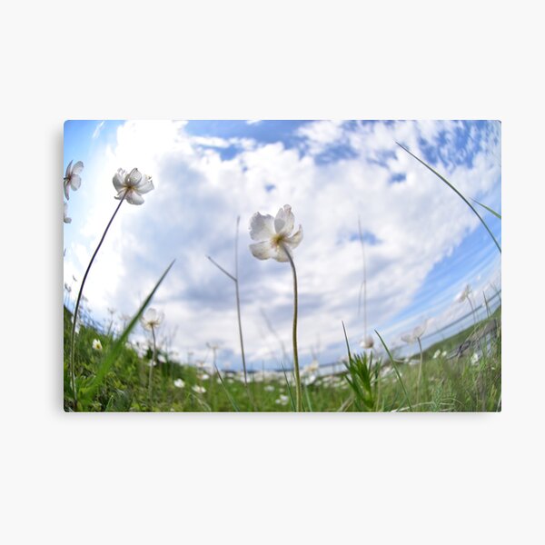 White Anemone by the lake Metal Print