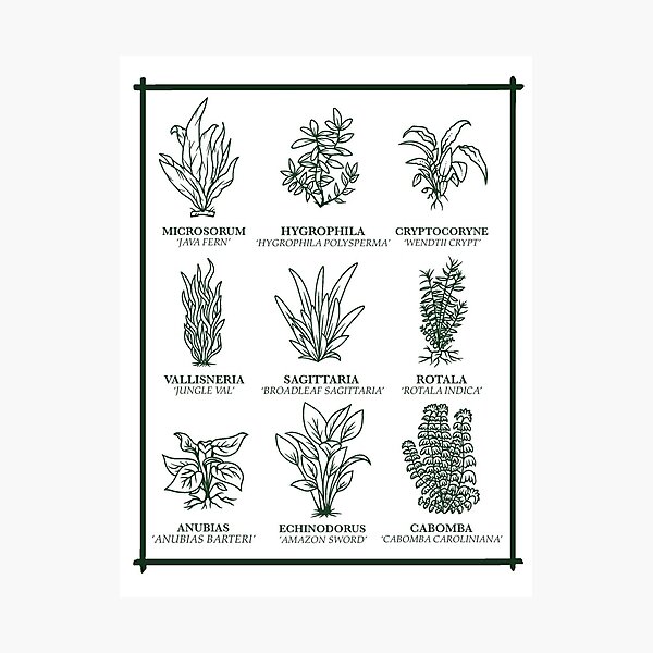Common Hydrophytes Photographic Print