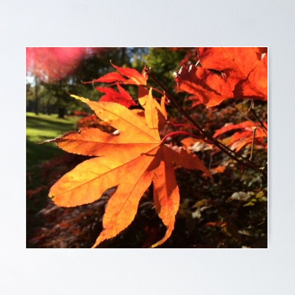 Item preview, Autumn Leaves in the English Countryside designed and sold by Freedom-Arts.