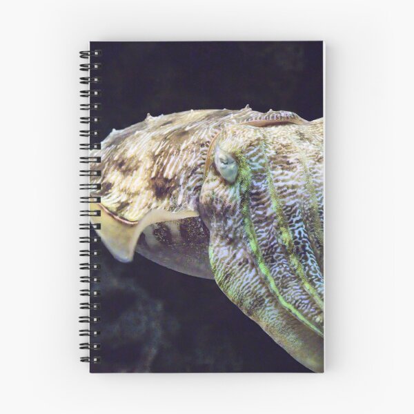 Item preview, Cuttlefish designed and sold by Kiran-Fine-Art.