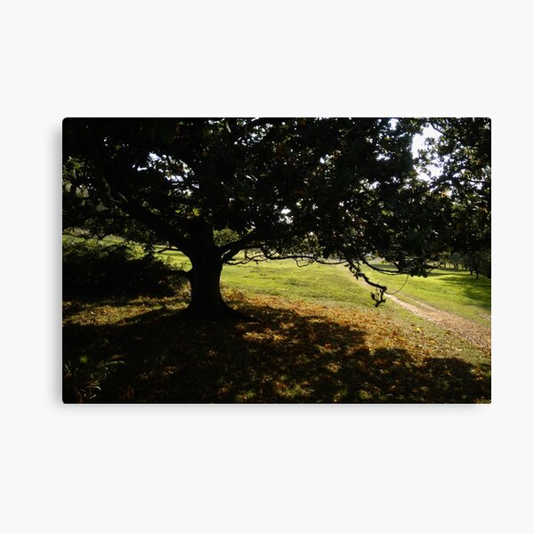 October Sunshine at the Downs Canvas Print