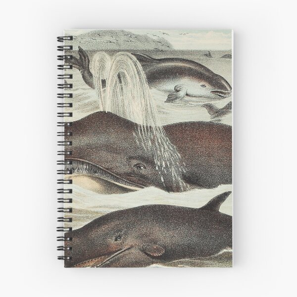 Item preview, Blackfish, Porpoise, and Dolphin from Johnson's household book of nature (1880) by John Karst designed and sold by Designedbysm.