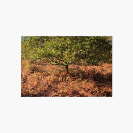 Early Autumn Colours Art Board Print