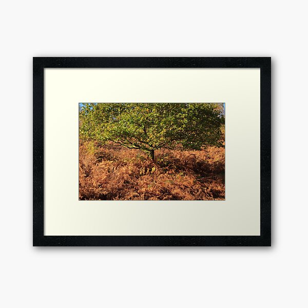 Early Autumn Colours Framed Art Print