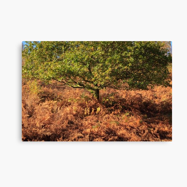 Early Autumn Colours Canvas Print