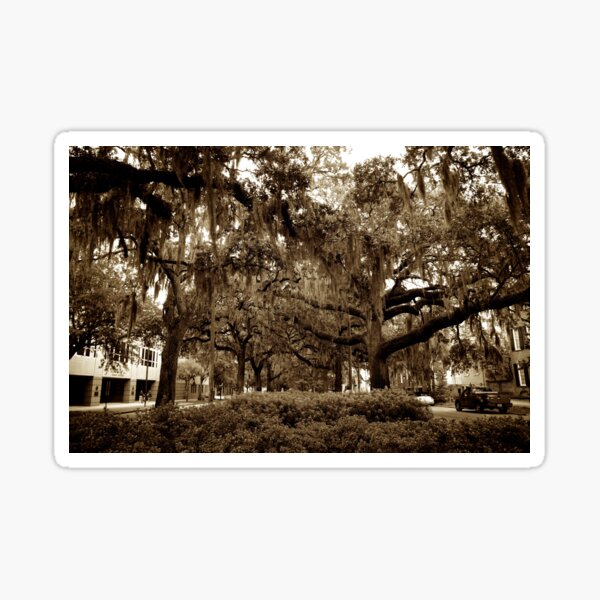 Item preview, Spanish Moss designed and sold by PlanetFranck.