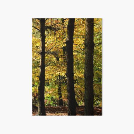 Autumn Woods Art Board Print