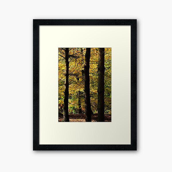 Autumn Woods Framed Art Print