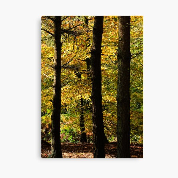 Autumn Woods Canvas Print