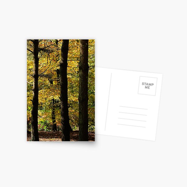 Autumn Woods Postcard