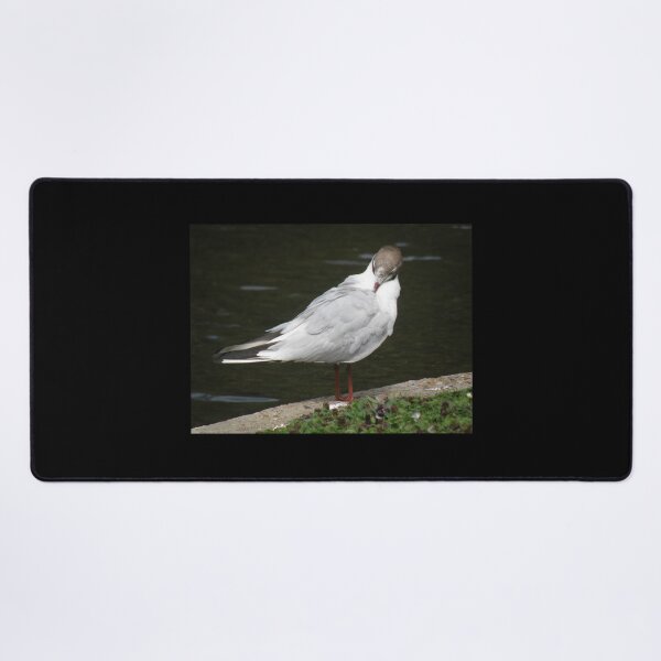 Item preview, Fotografía de acicalamiento de gaviota de cabeza negra designed and sold by naturegallery.