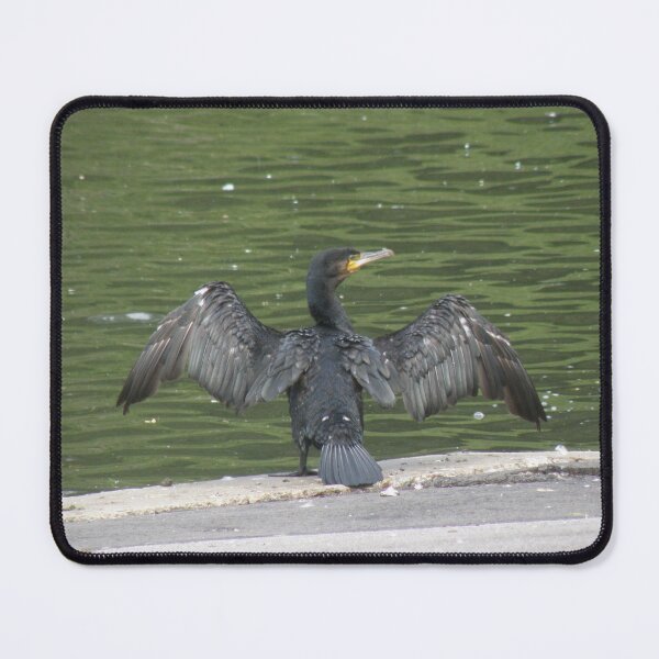 Item preview, Cormorant with Outstretched Wings Photograph designed and sold by naturegallery.