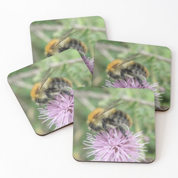 Item preview, Common Carder Bee Bumblebee Feeding on a Wildflower Macro Photograph designed and sold by naturegallery.