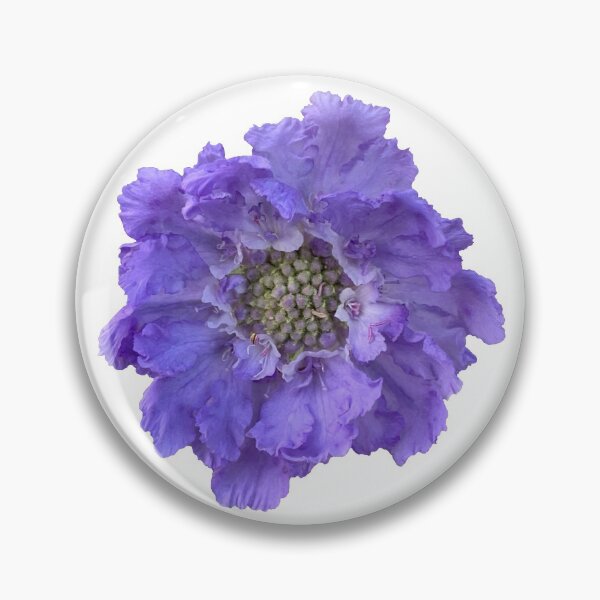 Item preview, Blue Scabious Flower Still Life Floral Photography designed and sold by CottoVerdi.