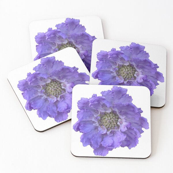 Item preview, Blue Scabious Flower Still Life Floral Photography designed and sold by CottoVerdi.