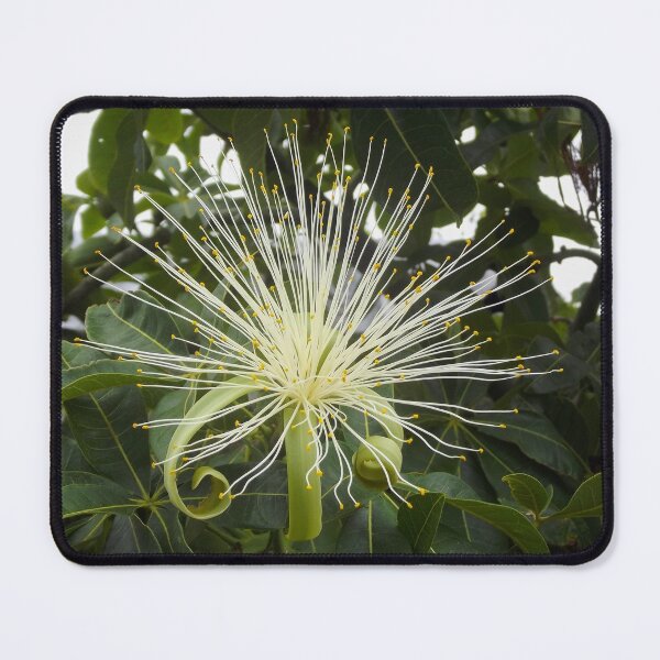 Item preview, Money Tree (Malabar Chestnut) designed and sold by LightSplashes.